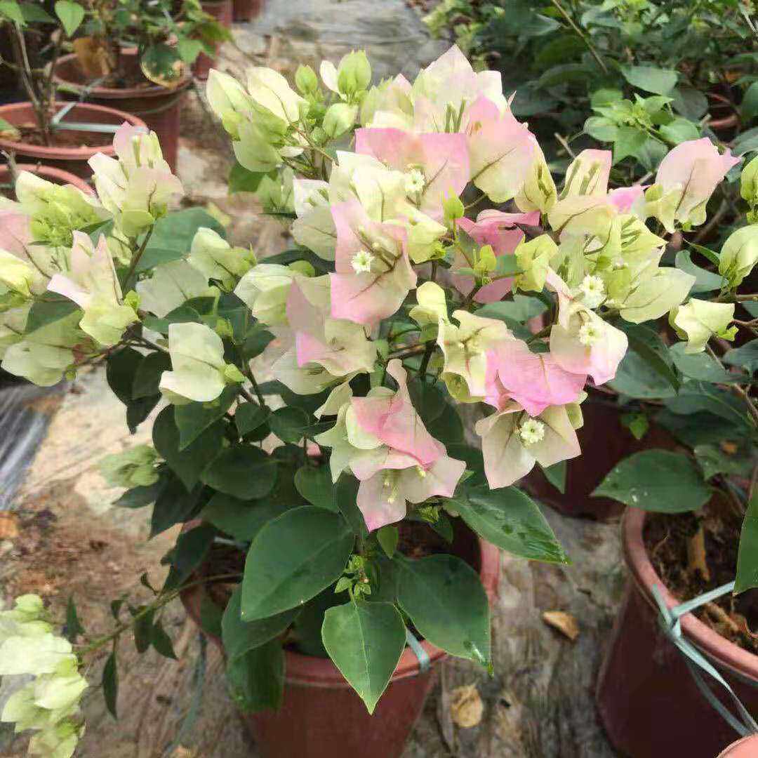 绿樱三角梅盆栽带花四季开花老桩植物室外红心扦插有苗情图包对版