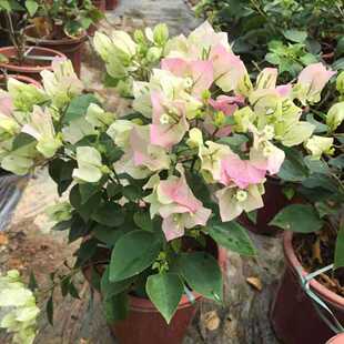 绿樱三角梅盆栽带花四季开花老桩植物室外红心扦插有苗情图包对版