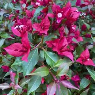 紫红桑巴三角梅好养绿植爬藤花卉庭院阳台四季花包对版