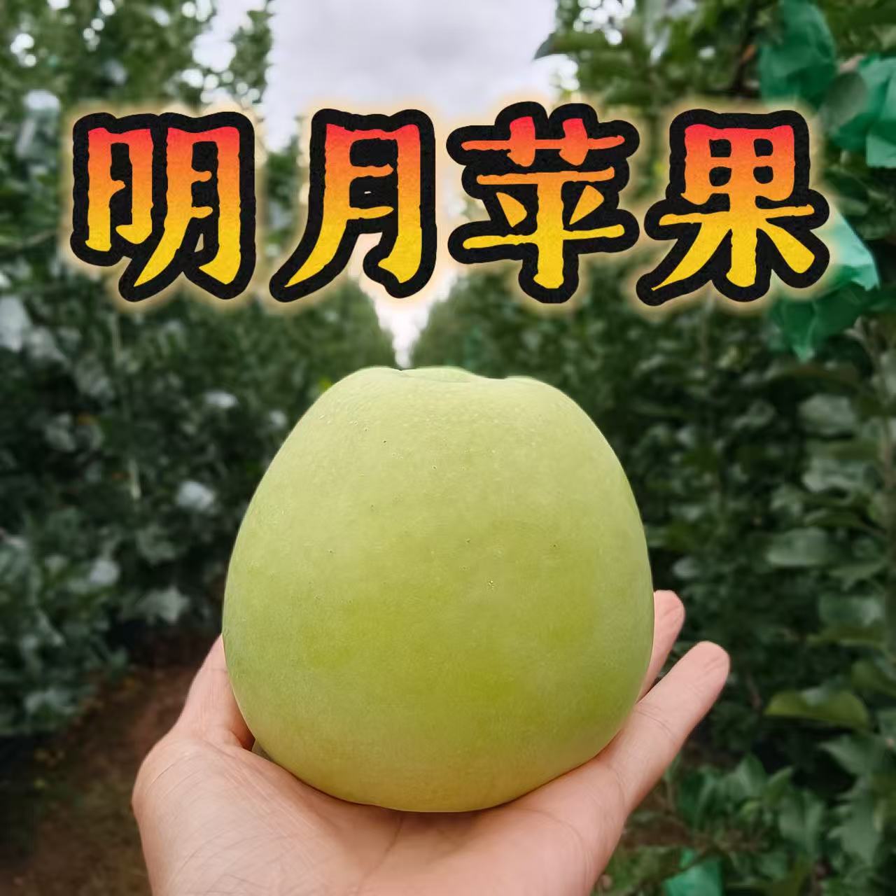 陕西白水明月苹果脆甜多汁