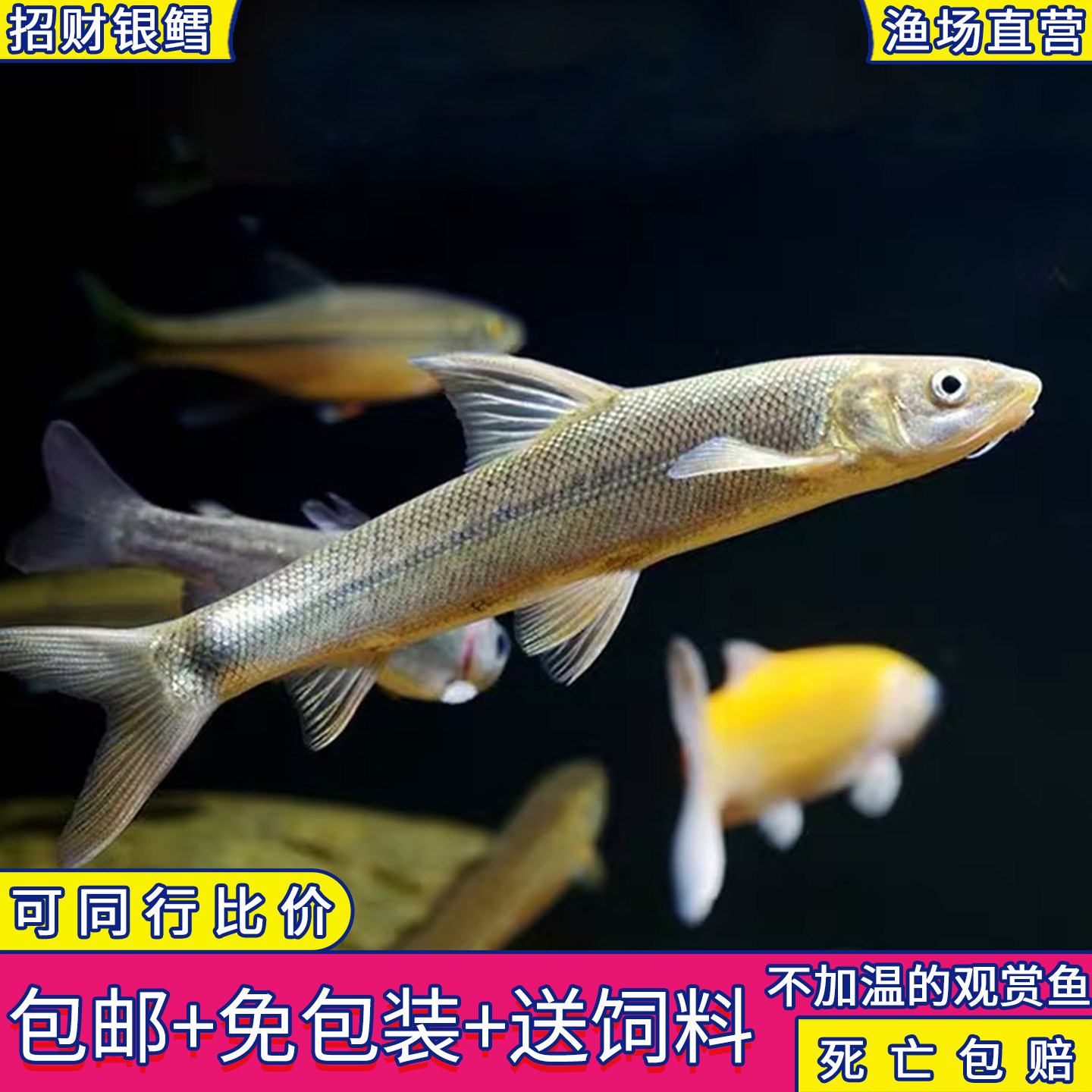 招财龙淡水红眼银鳕鱼大鳞鲃热带鱼