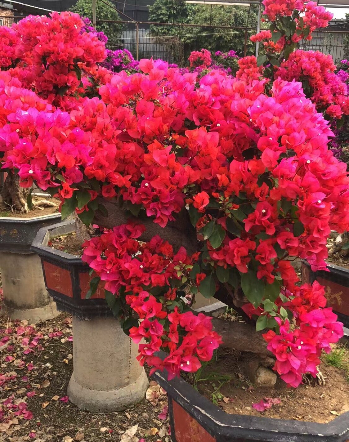 【景观三角梅】三角梅四季开花景观庭院盆景植物