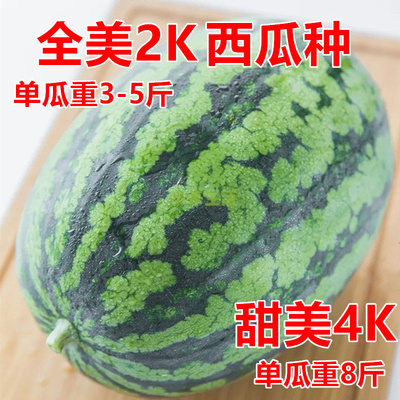 全美4K2K高产抗病口感好甜度高