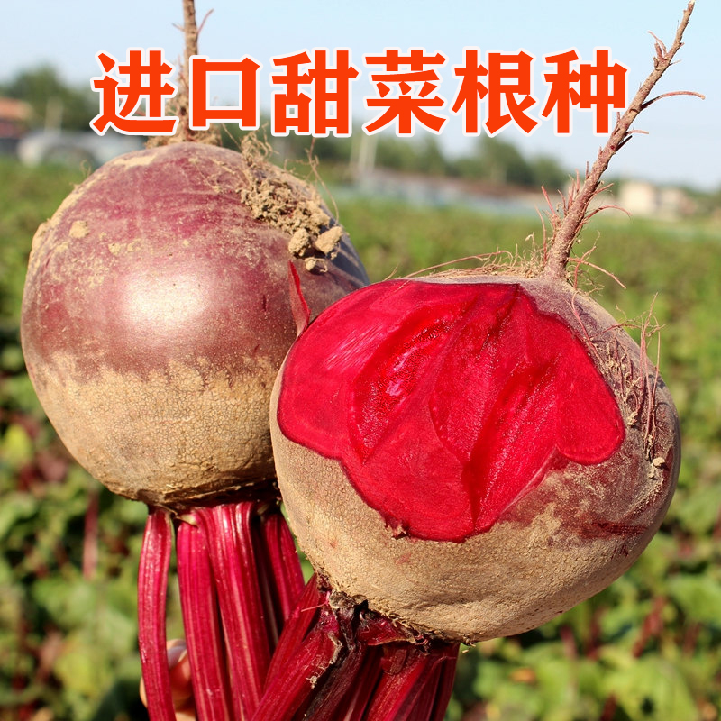 甜菜根红甜菜抗病口感好