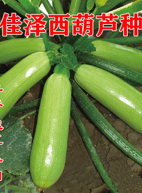 西葫芦种子西葫芦翠绿