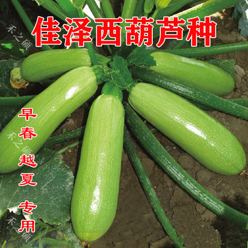 西葫芦种子西葫芦翠绿
