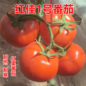 红果番茄种子苗子包邮