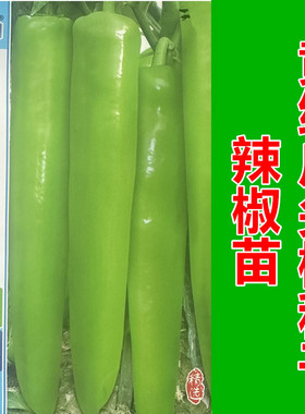 新坂田大椒种子 尖椒种 辣椒苗 黄皮尖椒 黄绿色顺直光滑辣椒包邮