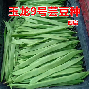 玉龙9号宽扁四季 架豆 豆种子高产豆角青芸豆种籽纤维少春秋季