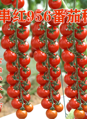 瀑布串收番茄种子特色西红柿红色樱桃番茄种子圣女果种子串红956