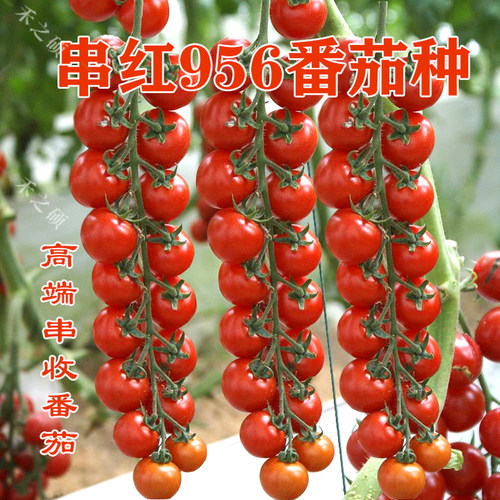 串红小番茄口感好甜度高串收