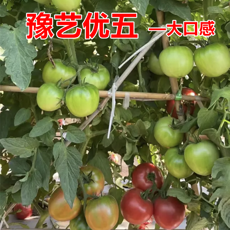 豫艺优五番茄种子大果沙瓤番茄