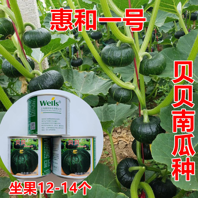 上海惠和一号正宗贝贝南瓜种子