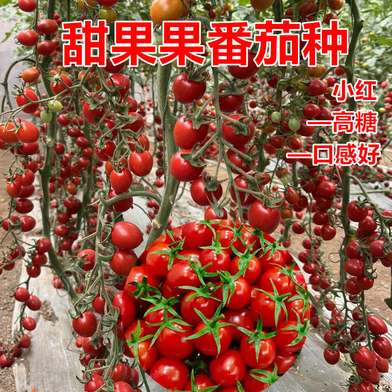 甜果果番茄种子甜脆无酸高产