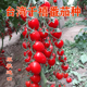 台湾农友千禧小番茄种子樱桃小西红柿圣女果种籽产量高口感好 包邮