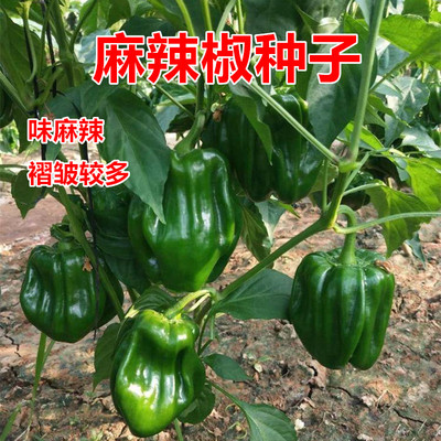 盛澳21椒种辣椒高产抗病综合性强