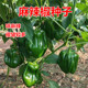 盛澳21麻辣椒种子皱皮椒虎皮椒薄皮椒高产综合性强甜椒灯笼菜椒蔬