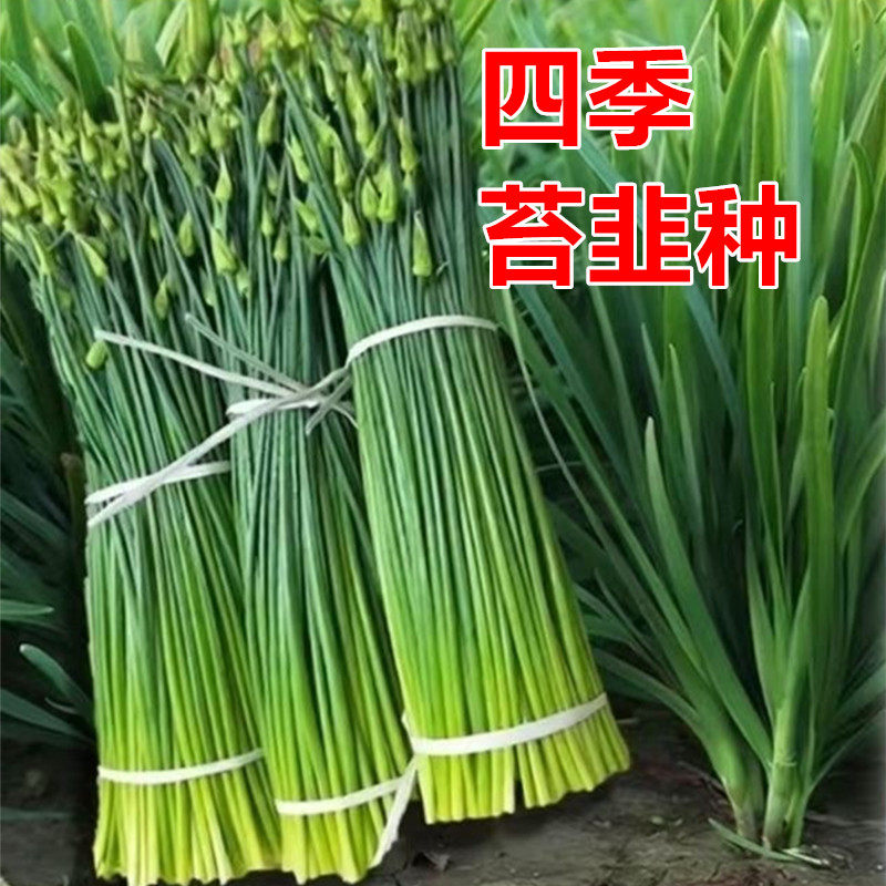 富生顶峰四季苔韭种子