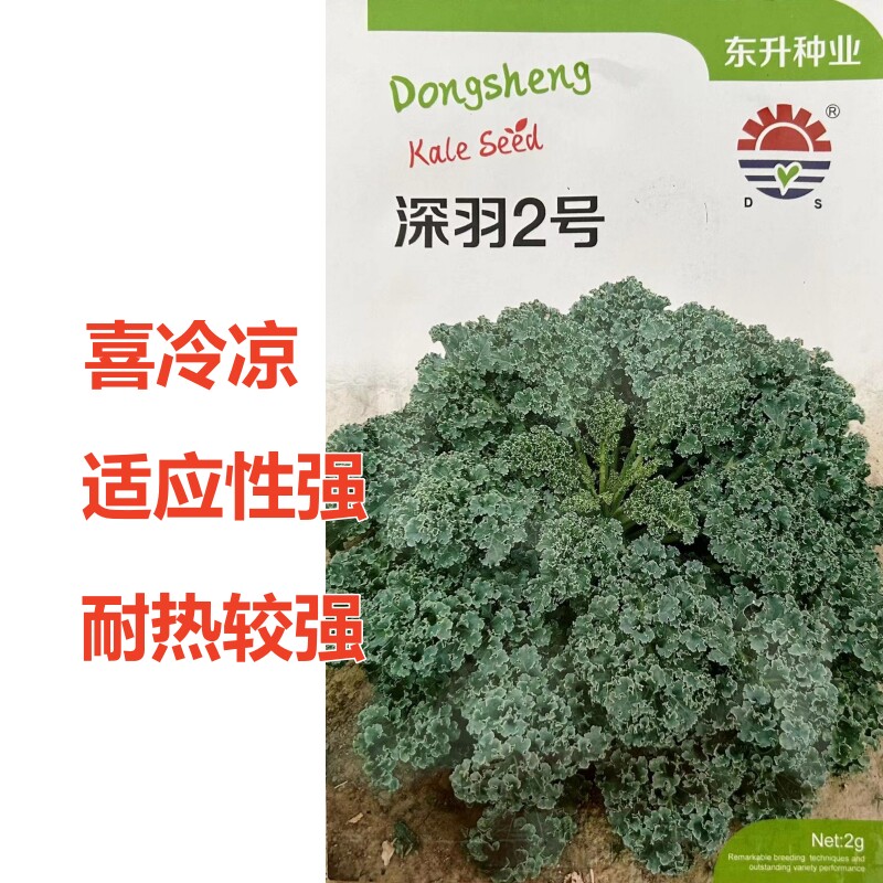 深羽2号甘蓝种子适应强耐热强
