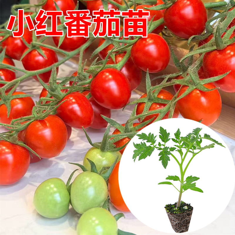 大粉番茄苗 大口感番茄苗 普罗旺斯番茄苗 小粉番茄苗 草莓番茄苗
