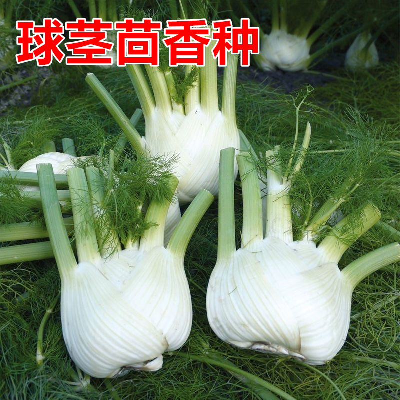 球茎茴香种子四季可种盆栽庭院