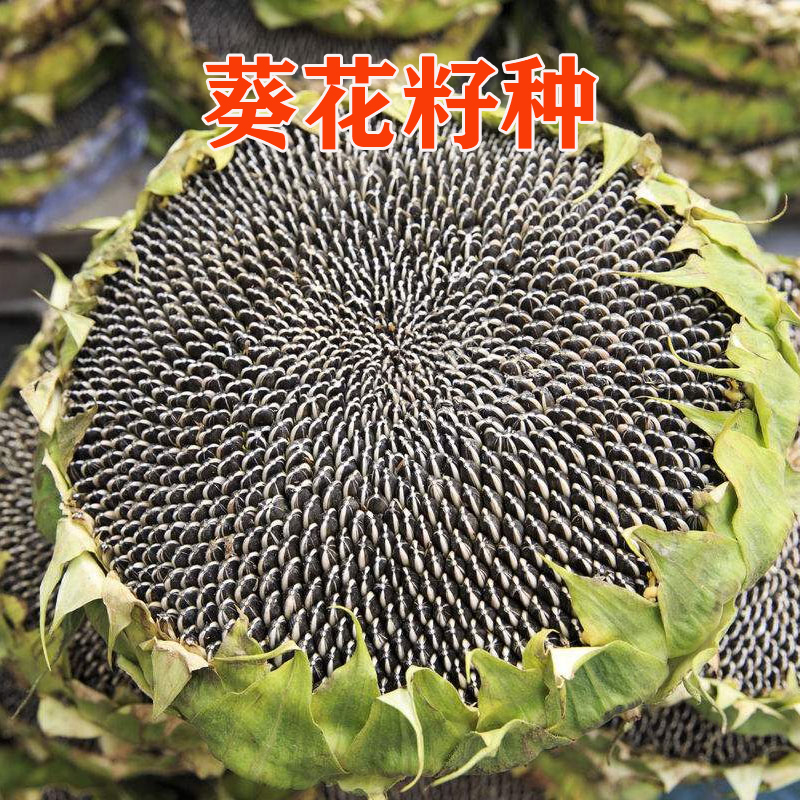 葵花种子口感好高产抗病