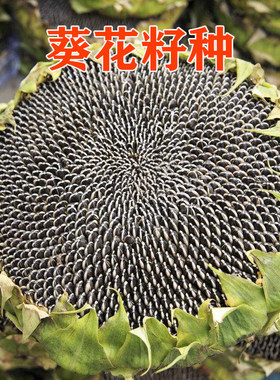 葵花种子口感好高产抗病