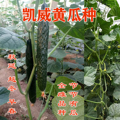 全雌黄瓜种子油亮高产量黄瓜种子
