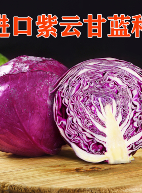 紫云甘蓝种子紫甘蓝紫色大头菜包菜洋白菜四季蔬菜种籽