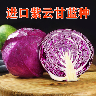紫云甘蓝种子紫甘蓝紫色大头菜包菜洋白菜四季蔬菜种籽