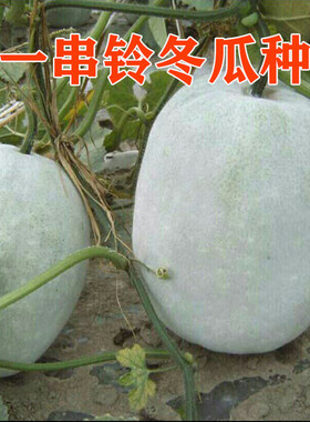 一串铃冬瓜种子迷你小冬瓜耐寒耐热北京串铃冬瓜蔬菜种籽