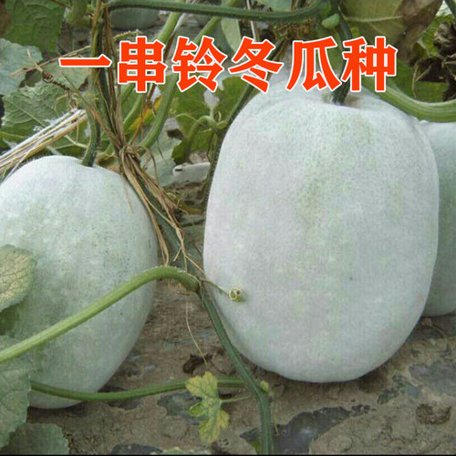 一串铃冬瓜种子迷你小冬瓜耐寒耐热高产北京串铃冬瓜抗病蔬菜种籽