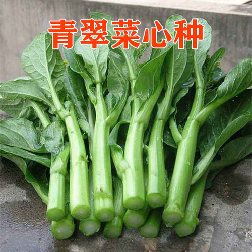 青翠菜心种子粗条圆叶49-28油青甜菜心种早熟四九菜心250g