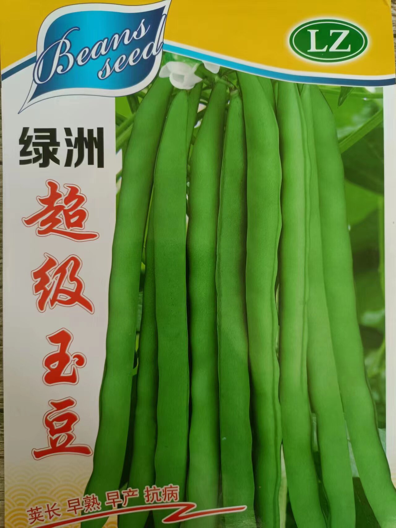 绿洲超级玉豆芸豆种春秋栽培耐低温抗病强深冬栽培早熟芸豆种籽