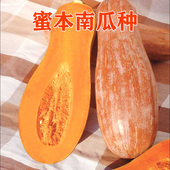 包邮 蔬菜种子 四季 早熟甜蜜本南瓜种子甜糯南瓜新鲜蔬菜粉糯面甜
