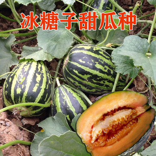 冰糖子甜瓜种脆甜高产