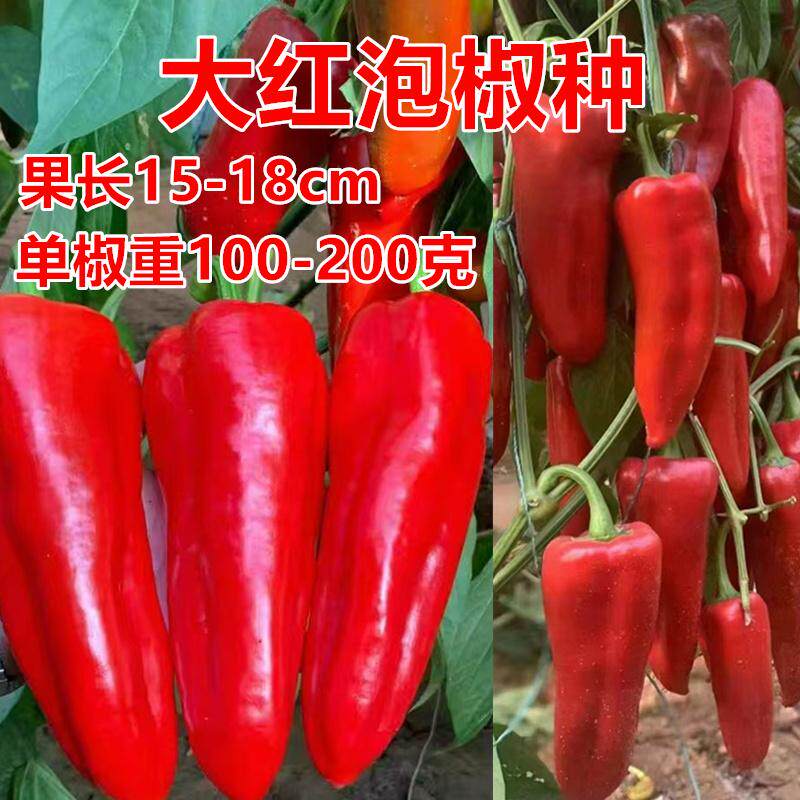 大红泡椒种 大果 大泡 牛角型 早熟 红椒圆锥形 口感好 包邮
