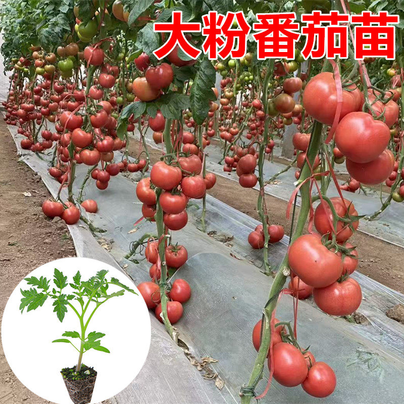 大粉番茄苗 大口感番茄苗 普罗旺斯番茄苗 小粉番茄苗 草莓番茄苗