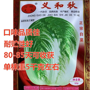 义和秋白菜种子可四季种植的蔬菜种子口味品质佳耐贮运秋白菜种