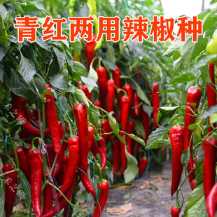 威冠辣椒种子  青红两用大果型青红羊角椒种籽 尖椒种子高产包邮