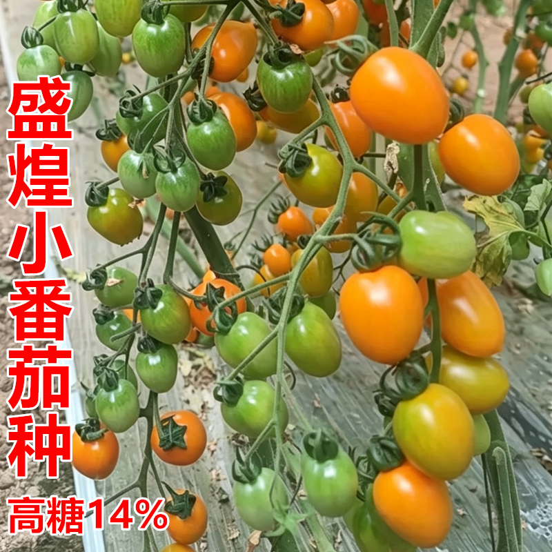 盛煌橙黄樱桃番茄种子超甜