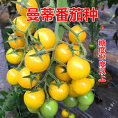 黄色樱桃小番茄种子黄圣女果种子西红柿种子口感蔬菜种籽曼蒂 包邮