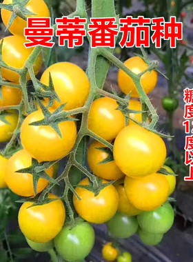 黄色樱桃小番茄种子黄圣女果种子西红柿种子口感蔬菜种籽曼蒂包邮