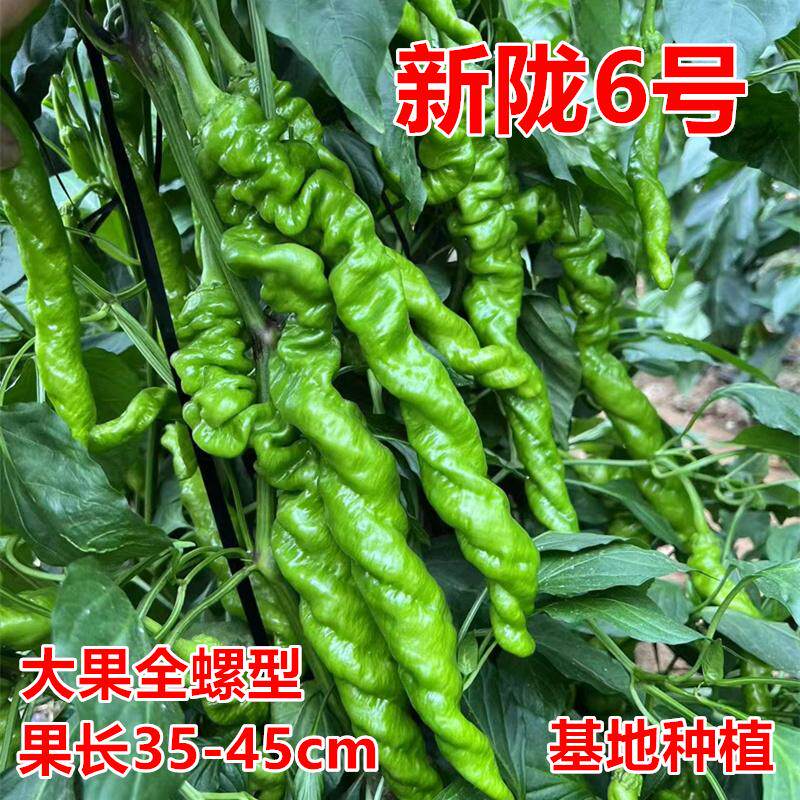 大果螺丝椒种子 全螺型 长果螺丝 顺直香辣味浓 包邮新陇6号