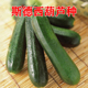 包邮 斯德西葫芦种子 角瓜种籽 特菜 黑绿皮墨绿长条西葫芦种子