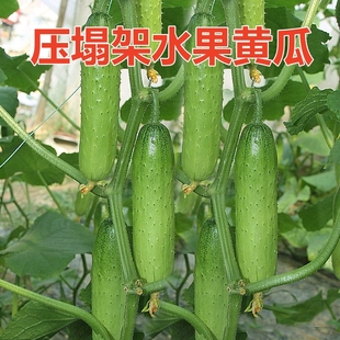压塌架水果黄瓜种子高产抗病耐储可生食青黄瓜种水果蔬菜种籽包邮