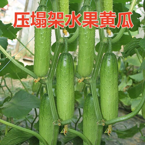 黄瓜种子压塌架水果黄瓜商品性好