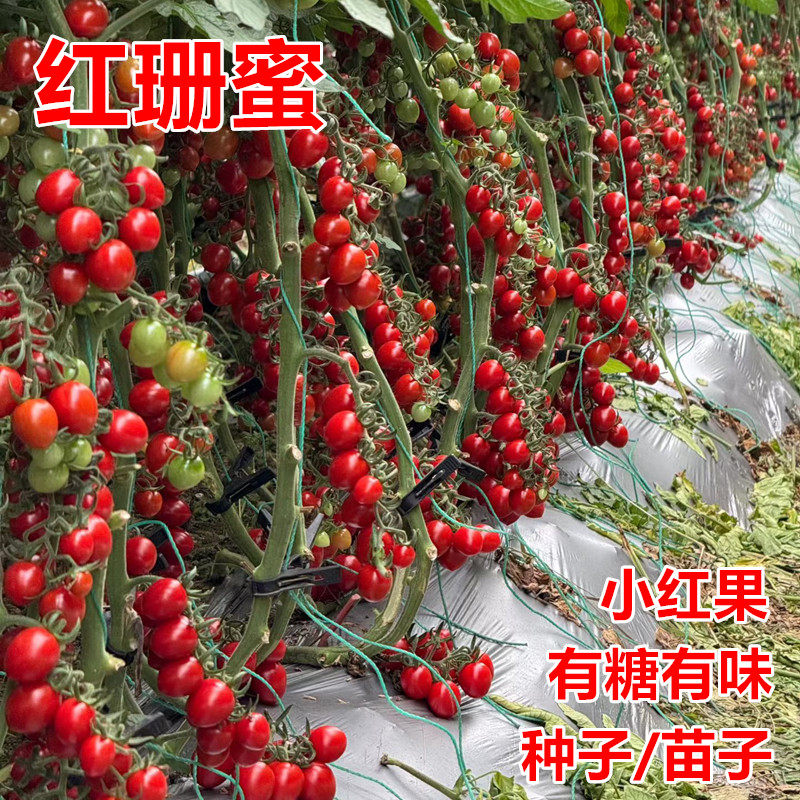红珊蜜樱桃番茄种子有糖有味