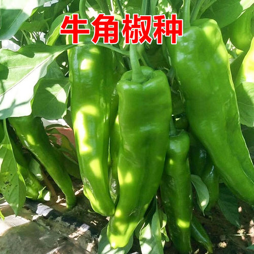 牛角椒种子辣椒苗子青椒