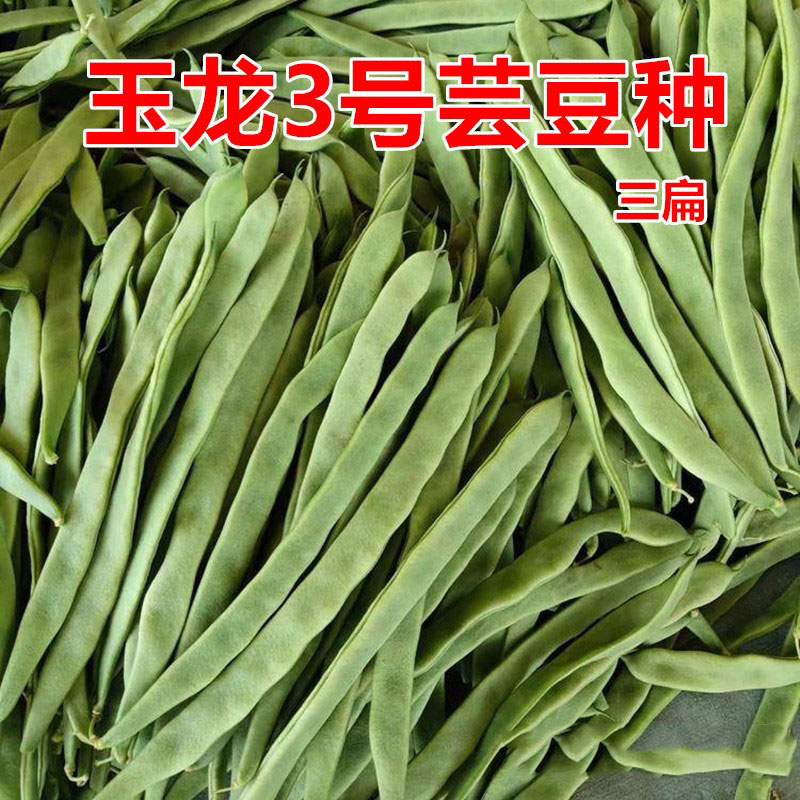 玉龙3号芸豆种子抗病性强